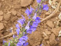 Salvia transsylvanica